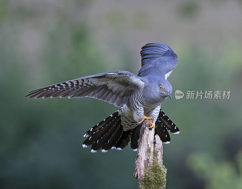 雄性杜鹃(Cuculus canorus)